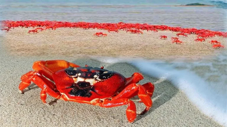 Explore Red Crab Island